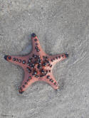 Starfish