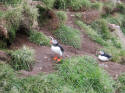 Puffins